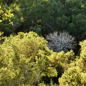 Leafless tree in the Canyon