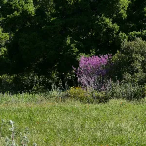 Western Redbud
