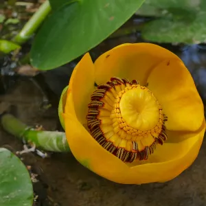 Great Yellow Pond-Lily
