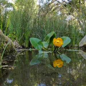 Great Yellow Pond-Lily