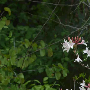 Western azalea flowering between the Arroyo and Manzanita sections of the Garden.