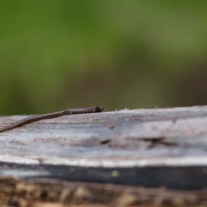 California slender salamander (Batrachoseps attenuatus) on downed wood in the old Island Section. 