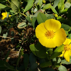 Bush Poppy