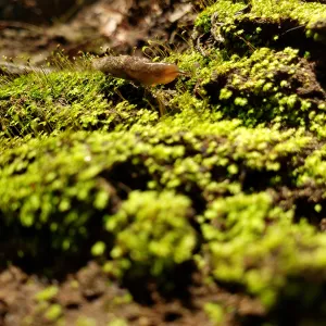 Slug on moss