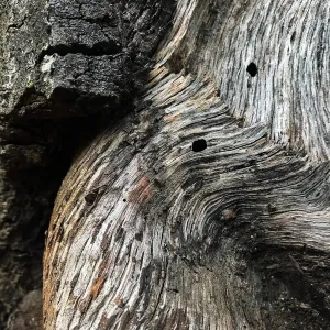 Oak texture