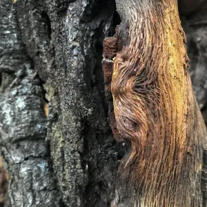 Oak texture