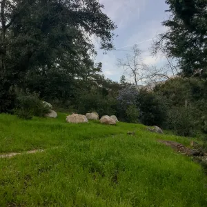 Old Island Section, champion Island Oak on left