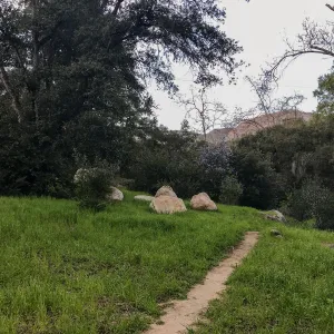 Old Island Section, champion Island Oak on left