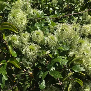 Clematis lasiantha