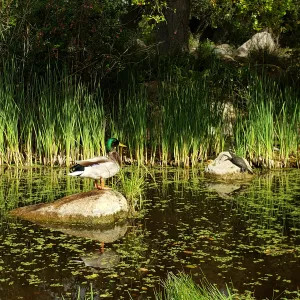 Duck and turtle at the pond
