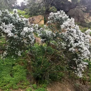 Romero Canyon day trip with Natalie Love, ceanothus (California Lilac) flowers