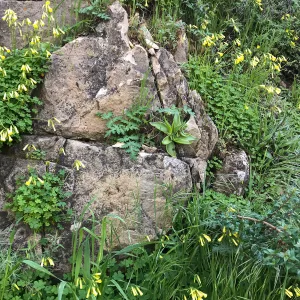 Romero Canyon day trip with Natalie Love, Dudleya (liveforevers) habitat