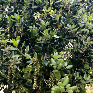 Romero Canyon day trip with Natalie Love, Coast Live Oak flowering