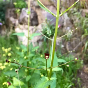 Romero Canyon day trip with Natalie Love, Calafornia Bee Plant