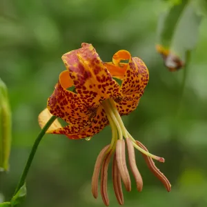 Humboldt Lily