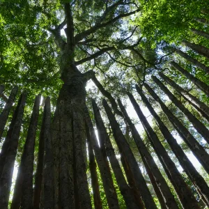Looking up from within the Understory casita