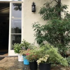 Bring the Wild Inside; Floral Design With California Native Plants