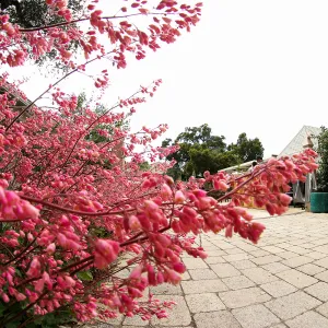 Heuchera at the Courtyard