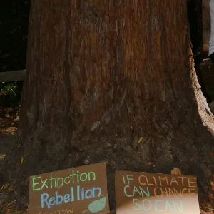Climate walk in support of the Global Climate Strike (Coast Redwood)