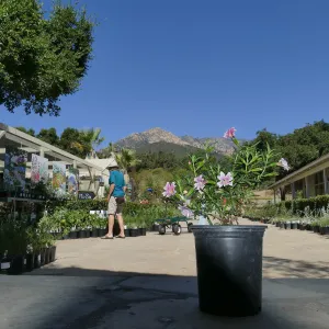 Fall Plant Sale 2019