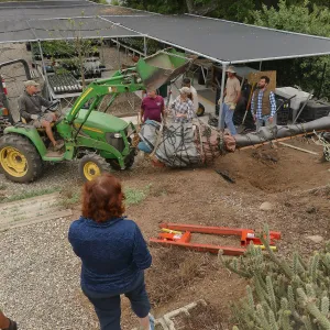Moving a Lophocereus schottii cactus collected in 1996 from the canyard to the Island View Garden