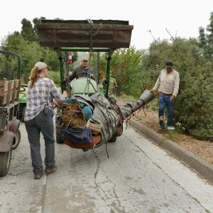 Moving a Lophocereus schottii cactus collected in 1996 from the canyard to the Island View Garden