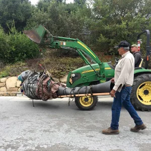 Moving a Lophocereus schottii cactus collected in 1996 from the canyard to the Island View Garden