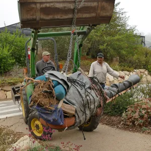 Moving a Lophocereus schottii cactus collected in 1996 from the canyard to the Island View Garden