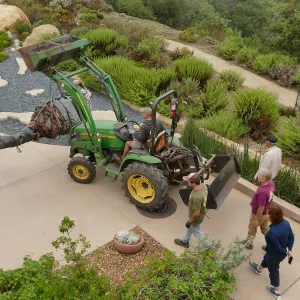 Moving a Lophocereus schottii cactus collected in 1996 from the canyard to the Island View Garden
