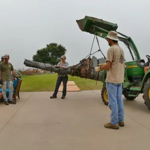 Moving a Lophocereus schottii cactus collected in 1996 from the canyard to the Island View Garden