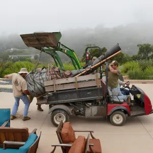 Moving a Lophocereus schottii cactus collected in 1996 from the canyard to the Island View Garden