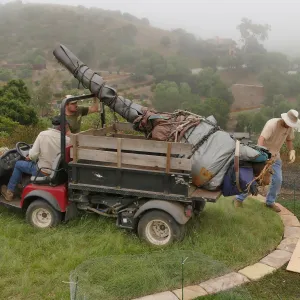 Moving a Lophocereus schottii cactus collected in 1996 from the canyard to the Island View Garden