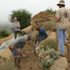Moving a Lophocereus schottii cactus collected in 1996 from the canyard to the Island View Garden