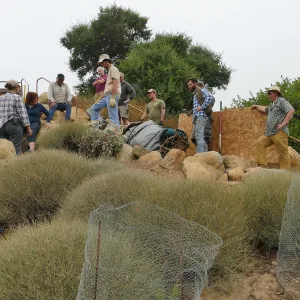 Moving a Lophocereus schottii cactus collected in 1996 from the canyard to the Island View Garden