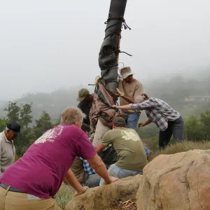Moving a Lophocereus schottii cactus collected in 1996 from the canyard to the Island View Garden