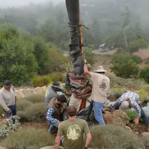 Moving a Lophocereus schottii cactus collected in 1996 from the canyard to the Island View Garden