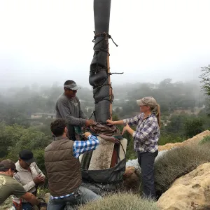 Moving a Lophocereus schottii cactus collected in 1996 from the canyard to the Island View Garden