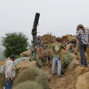 Moving a Lophocereus schottii cactus collected in 1996 from the canyard to the Island View Garden