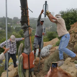 Moving a Lophocereus schottii cactus collected in 1996 from the canyard to the Island View Garden