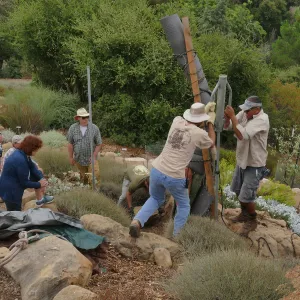 Moving a Lophocereus schottii cactus collected in 1996 from the canyard to the Island View Garden
