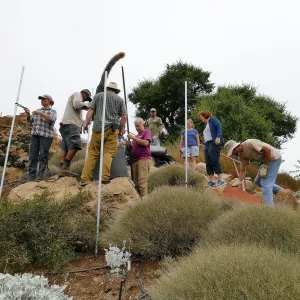 Moving a Lophocereus schottii cactus collected in 1996 from the canyard to the Island View Garden