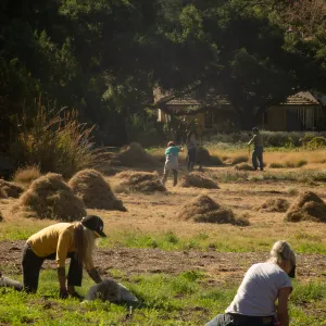 Wednesday volunteer crew working in the Meadow