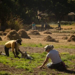 Wednesday volunteer crew working in the Meadow