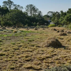 Mounds of bouteloua and stipa in the Meadow after trimming