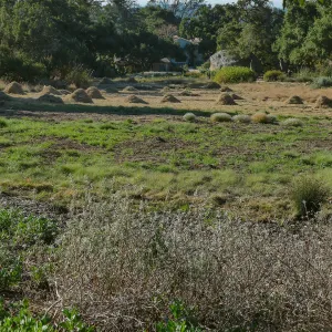 Mounds of bouteloua and stipa in the Meadow after trimming