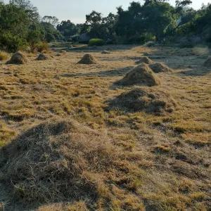 Mounds of bouteloua and stipa in the Meadow after trimming