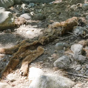 Mountain lion carcass in creekbed below lower crossing