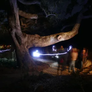Full Moon Family Night (Coastal Live Oak)