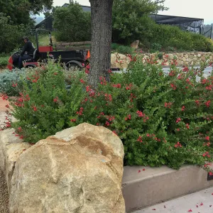 Gambelia Firecracker at PCC