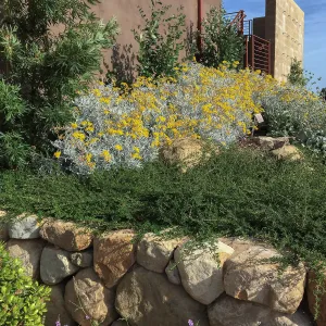 Senecia Silver & Gold and Ceanothus hearstiorum at the Island View Garden
